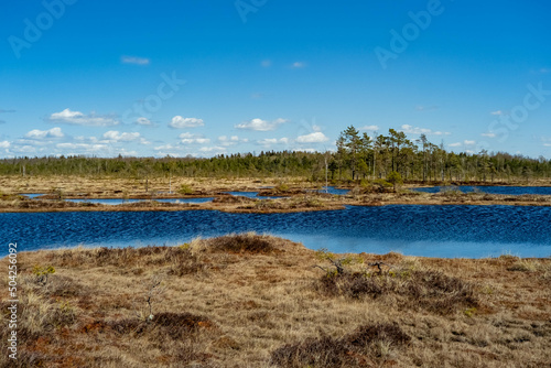 Spring landscape in the swamp. small swamp lakes, mosses and pines. small islands of swamp water. Spring marsch Landscape. Small Lake with Swamp Islands.