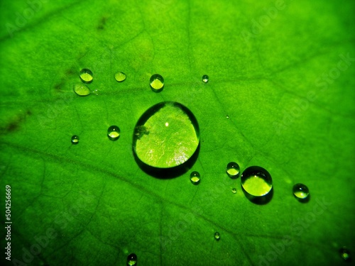 water drops on leaf