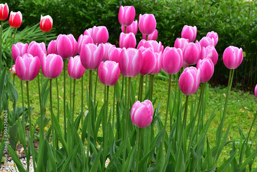 Fototapeta premium Vibrant Spring Blooms Unveiled: Exquisitely Pink Tulips with Elegant White-Edged Petals Flourishing in a Lush Garden Oasis