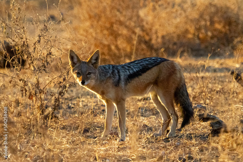 Black-backed Jackal standing looking towards the camera at sunset