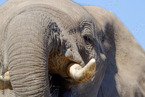 Close up of an Elephant
