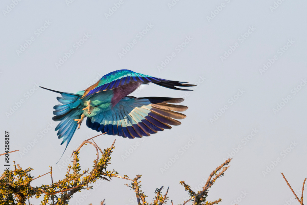 Lilac-breasted Roller bird in flight Lilac-breasted Roller bird in flight
