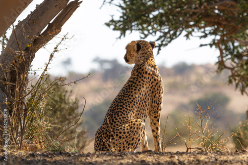 Cheetah sitting in the grass © roundthecorner