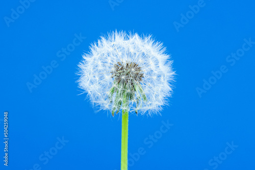 Wallpaper Mural Dandelion Seed Blossom on a Blue Background. Blossoming White Dandelion. Fluffy Flower Plant Torontodigital.ca