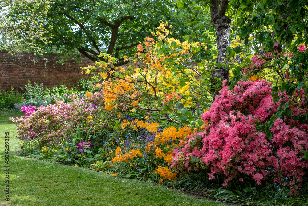 Colourful azalea and rhododendron flowers outside the walled garden at Eastcote House Gardens, London Borough of Hillingdon, west London, UK. Colourful azalea and rhododendron flowers outside the walled garden at Eastcote House Gardens, London Borough of Hillingdon, west London, UK.