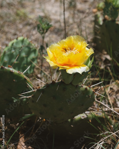 Prickly pear cactus bloom on plant close up during spring in Texas landscape. © ccestep8