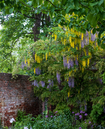 Photos Cascading purple wisteria and yellow laburnum flowers at Eastcote House Gardens,
