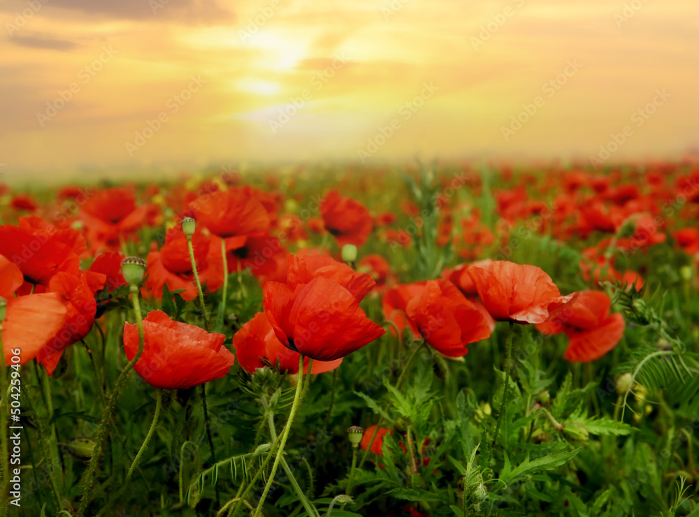 Naklejka premium Scarlet poppy flowers at sunset.
