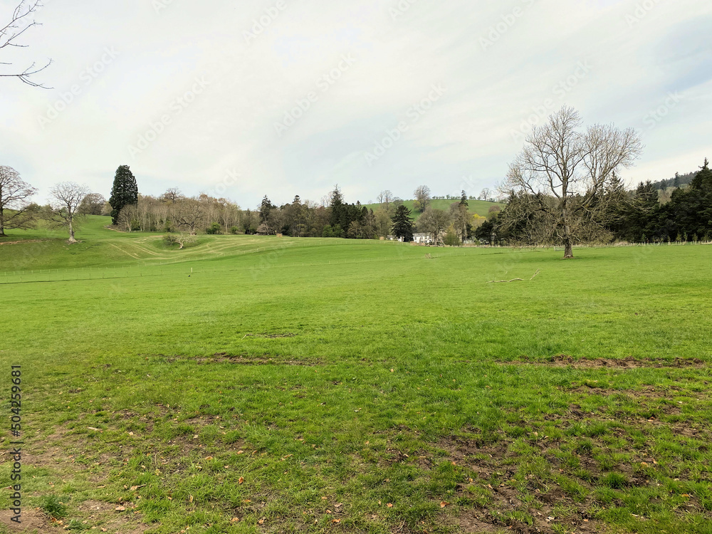 Naklejka premium landscape with trees