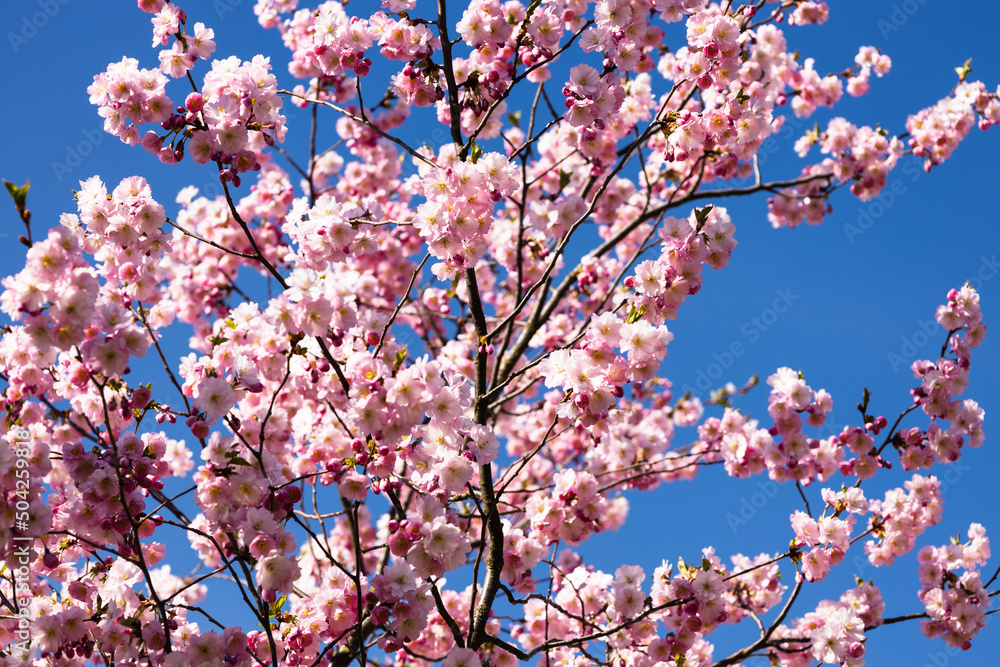 Cherry blossom or sakura in springtime over blue sky