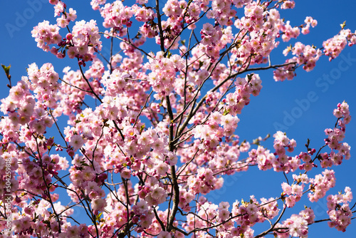 Cherry blossom or sakura in springtime over blue sky