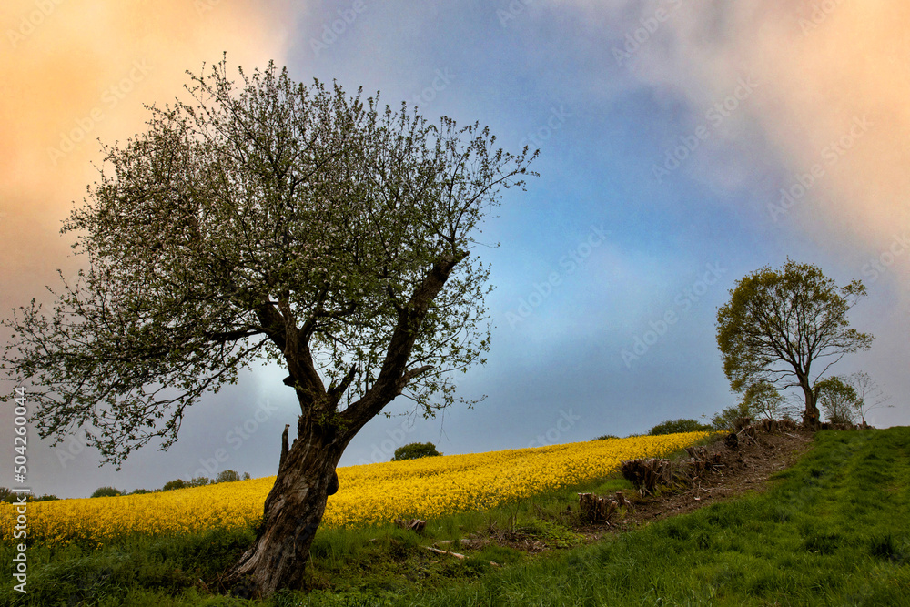 Fototapeta premium Adobe Photoshop Clouds