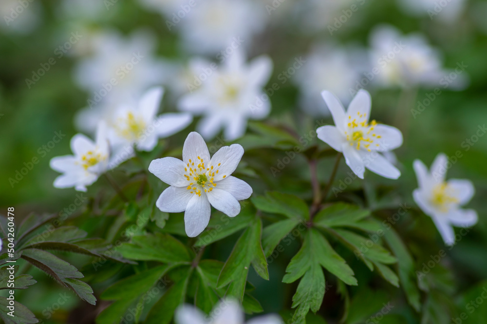 Anemonoides nemorosa wood anemone white flower in bloom, springtime flowering bunch of wild plants