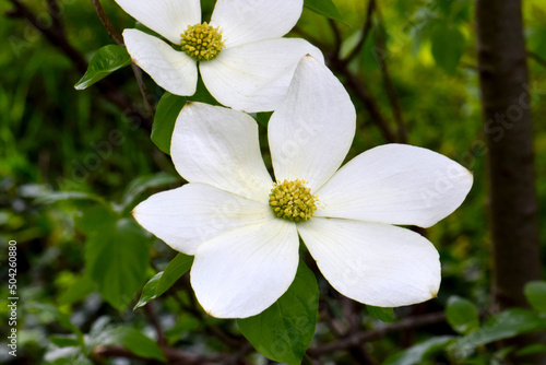 Pacific Dogwood White Blossom 01