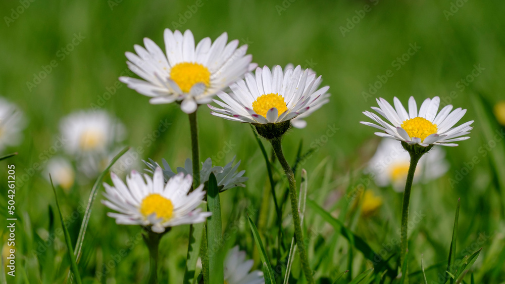 Timelapse of white daisies blooming
Timelapse of white daisies blooming