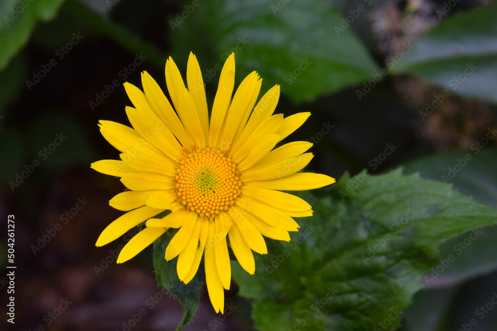 Barberton Yellow Daisy 03 Barberton Yellow Daisy 03