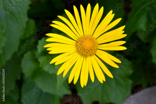 Foto Barberton Daisy Mandala 01