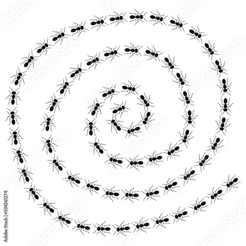 A path of ants running. View from above. Trail ants spiral.