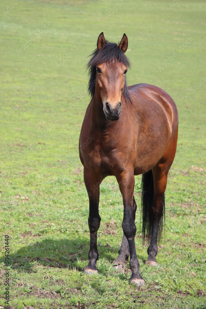 A beautiful brown horse grazing in the field. Green grass on the background. Copy space. A beautiful brown horse grazing in the field. Green grass on the background. Copy space.