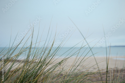 Herbes hautes dunes de la plage du littoral breton