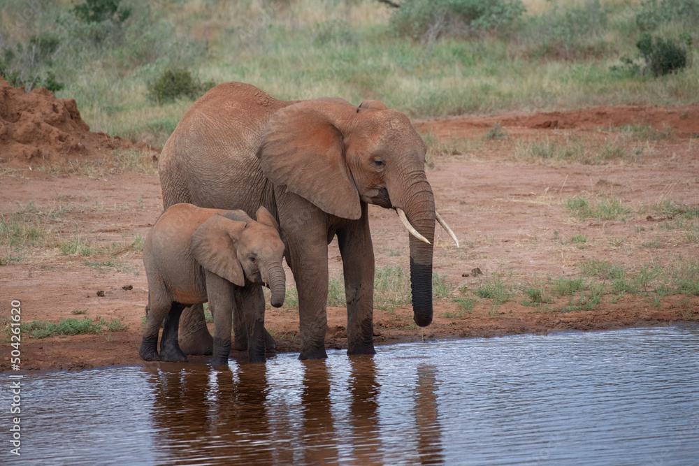 Obraz premium Elefant mit Baby in einem kenianischen Nationalpark
