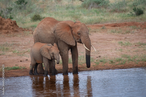 Elefant mit Baby in einem kenianischen Nationalpark