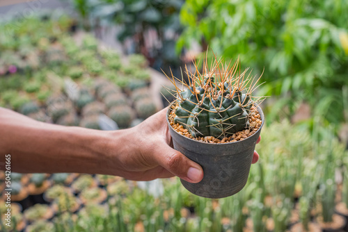 Hand holds a pot with a cactus (Gymnocalycium sp.) at Chatuchak Plant market. photo