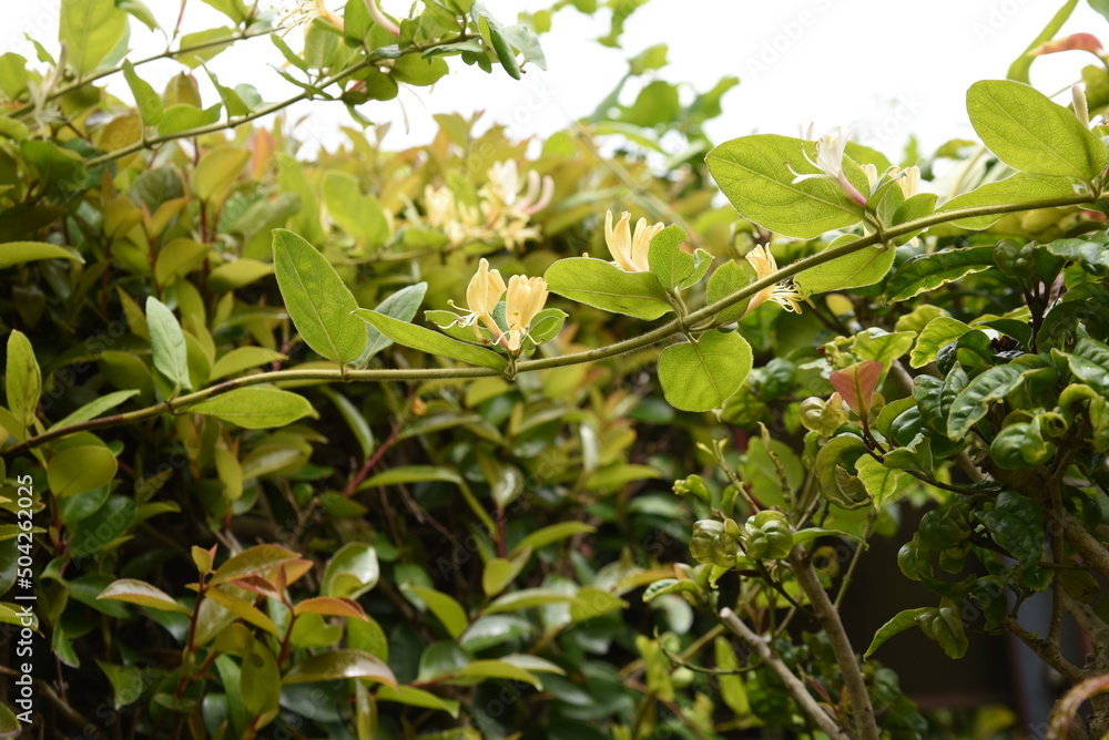 Japanese honeysuckle flowers. Caprifoliaceae evergreen vine shrub. The flowering season is from May to July. Also used for medicinal, edible and dyes. Japanese honeysuckle flowers. Caprifoliaceae evergreen vine shrub. The flowering season is from May to July. Also used for medicinal, edible and dyes.