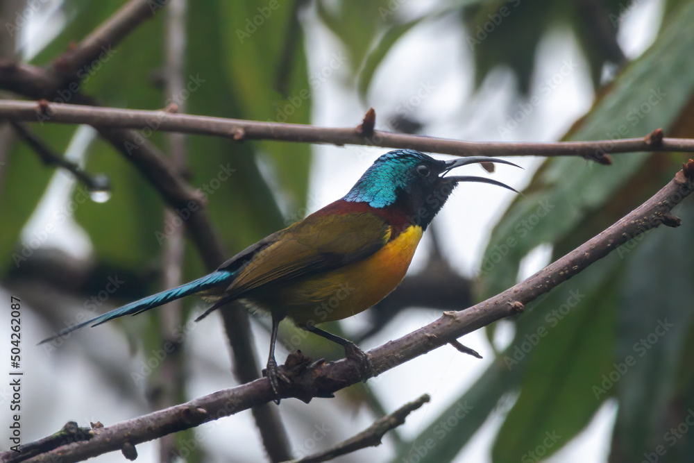 Green-tailed sunbird (Aethopyga nipalensis) or Nepal yellow-backed sunbird spotted in Mishmi Hills in Arunachal Pradesh, India Green-tailed sunbird (Aethopyga nipalensis) or Nepal yellow-backed sunbird spotted in Mishmi Hills in Arunachal Pradesh, India
