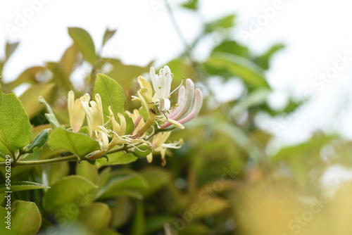 Japanese honeysuckle flowers. Caprifoliaceae evergreen vine shrub. The flowering season is from May to July. Also used for medicinal, edible and dyes.