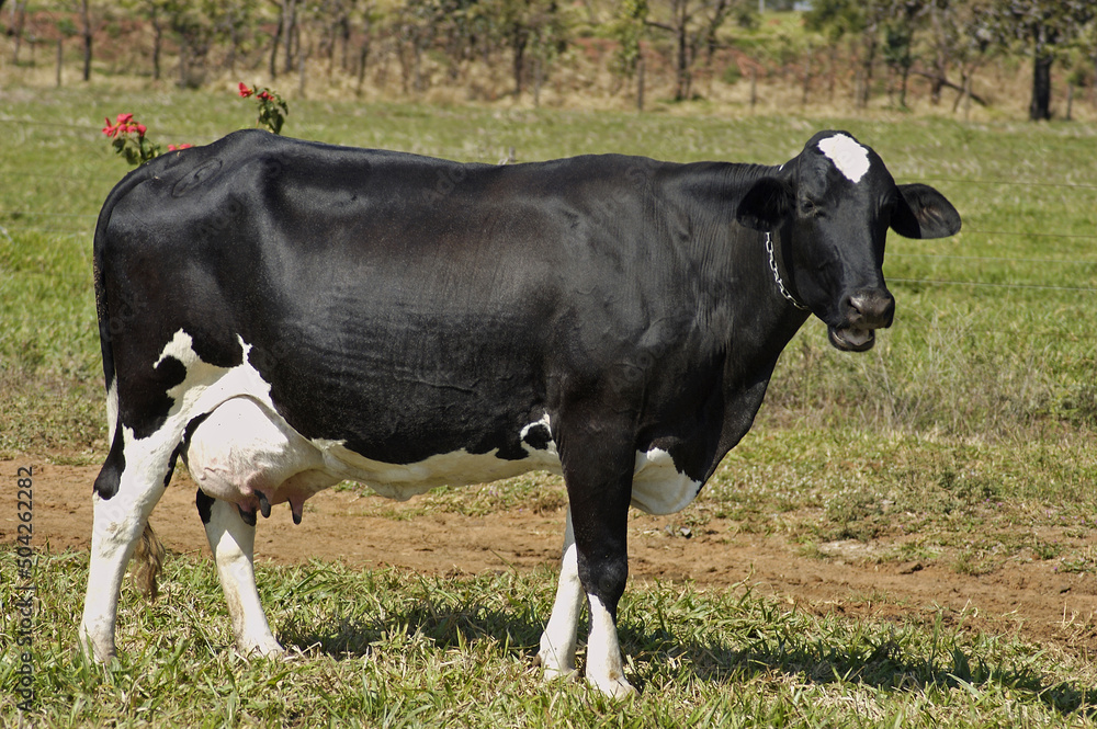 Vaca leiteira no campo