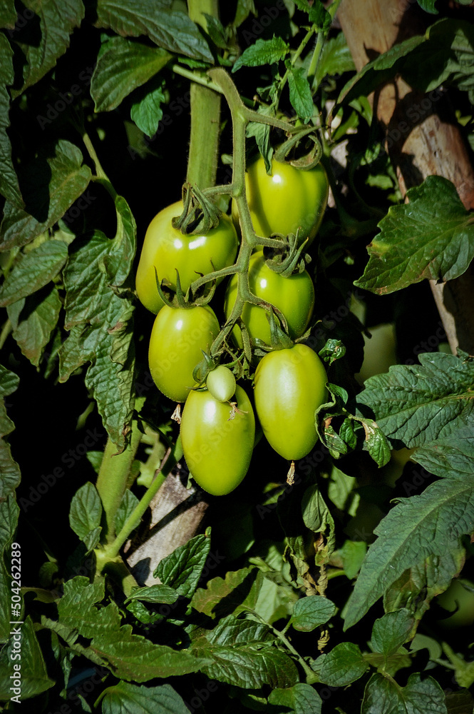Ramas de tomate rasteiros verdes Ramas de tomate rasteiros verdes
