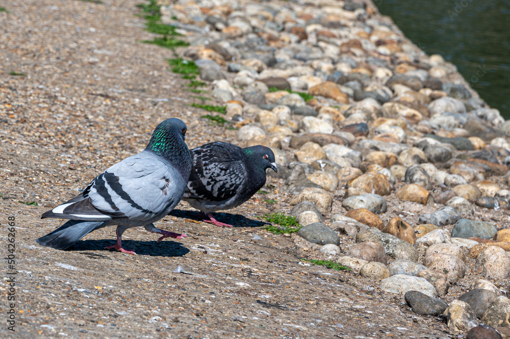 Romancing pigeons, domestic pigeon, columba livia domestica Romancing pigeons, domestic pigeon, columba livia domestica