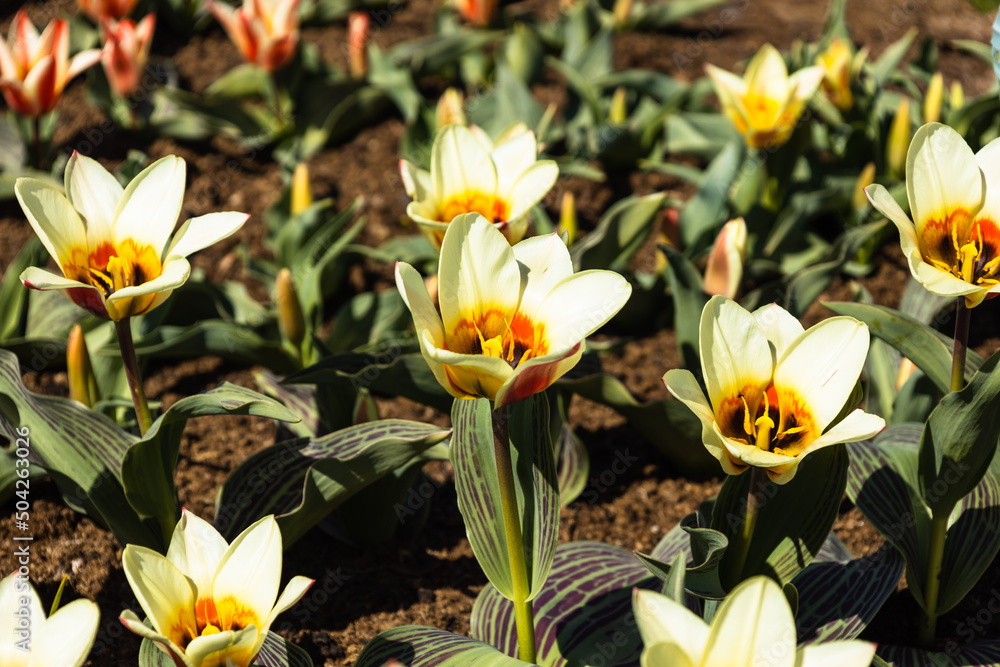 Tulipa - Mary Ann flowers grow and bloom in the botanical garden Tulipa - Mary Ann flowers grow and bloom in the botanical garden