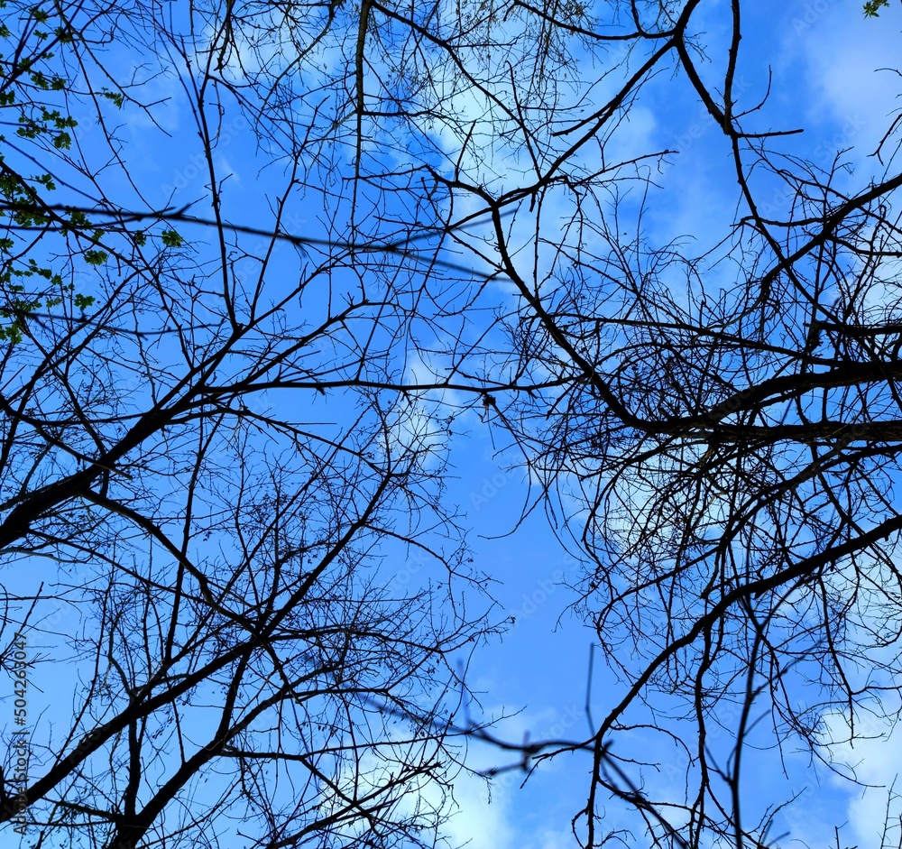 Obraz premium tree branches against blue sky