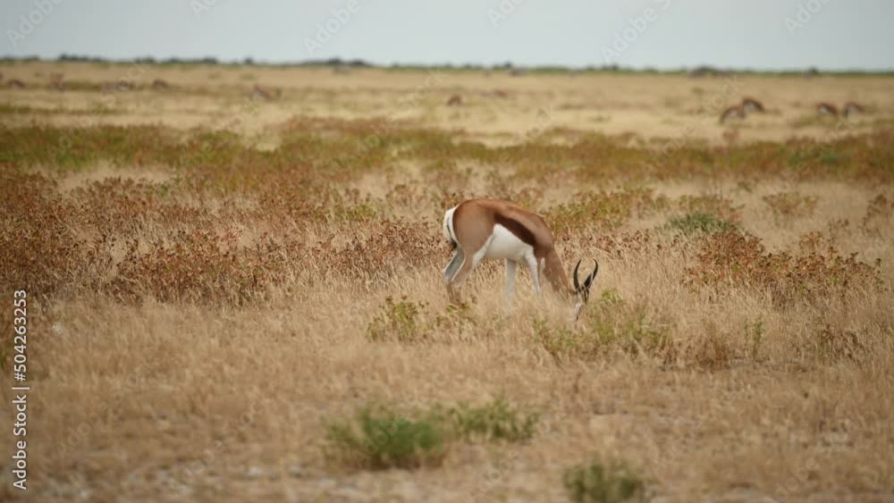 Eating grass. Anthelope is in the wildlife at daytime Eating grass. Anthelope is in the wildlife at daytime