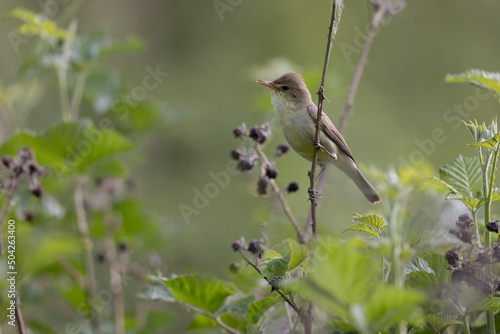 Melodious warbler Hippolais polyglotta male singing on bramble in Central France © denis