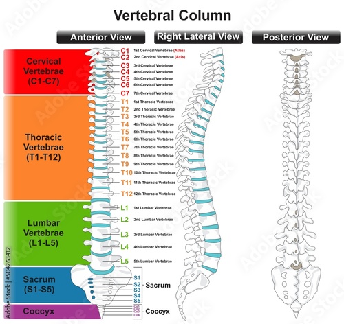 Vertebral Column Anatomy Infographic Diagram for medical science education vector spine of human body drawing vertebra classification structure part of skeletal system anterior posterior lateral view photo