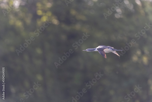 Gavia stellata Red-throated Loon in flight or taking off from a lake in Central France