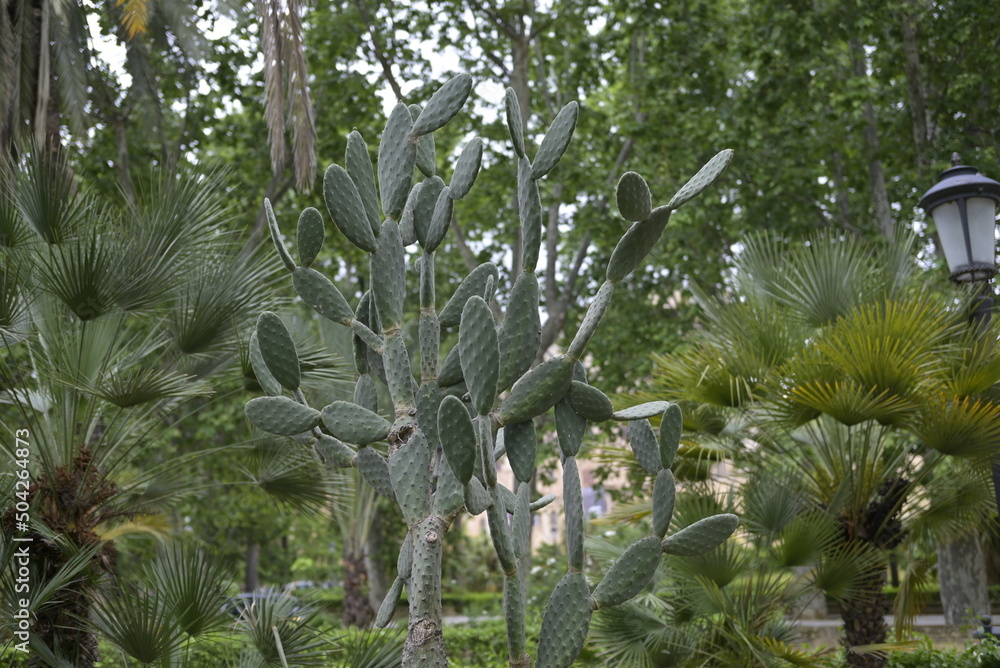 Fototapeta premium Cactus