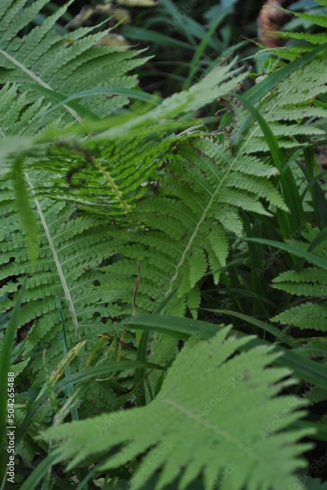 Fototapeta premium fern leaves