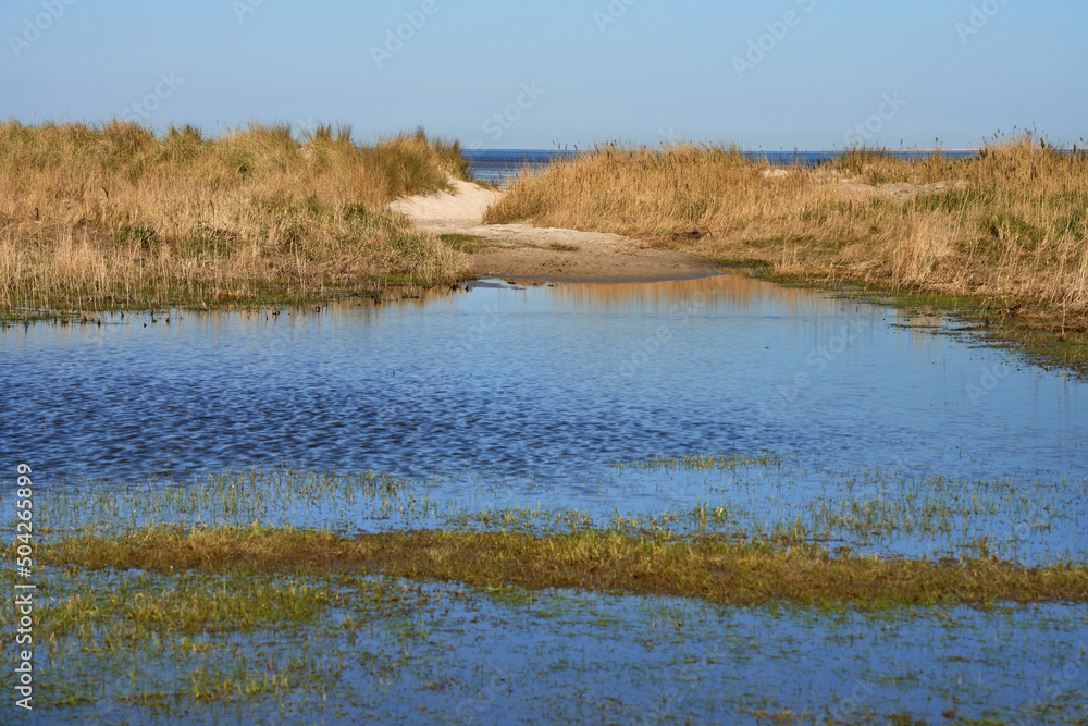 dunes behind a puddle at the North Sea coast in Schillig, Germany