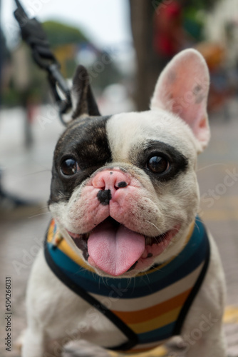 Fototapeta Naklejka Na Ścianę i Meble -  Happy dog. French bulldog walking.