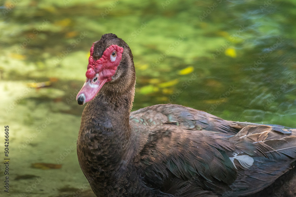 Fototapeta premium portrait of a Muscovy duck