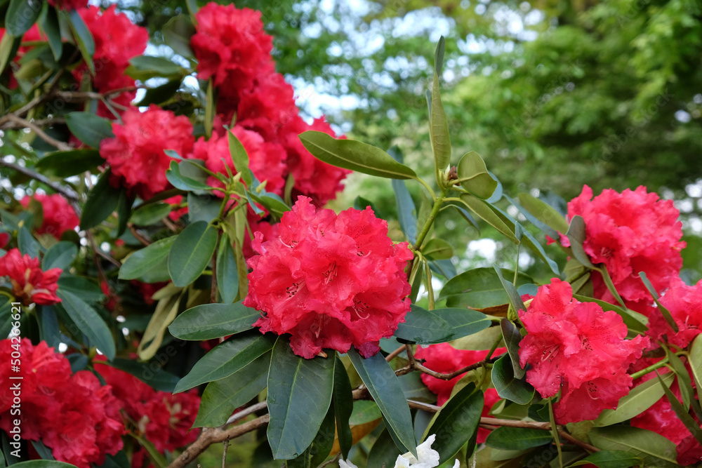 Bright red rhododendron 'Markeeta's Prize' in flower
