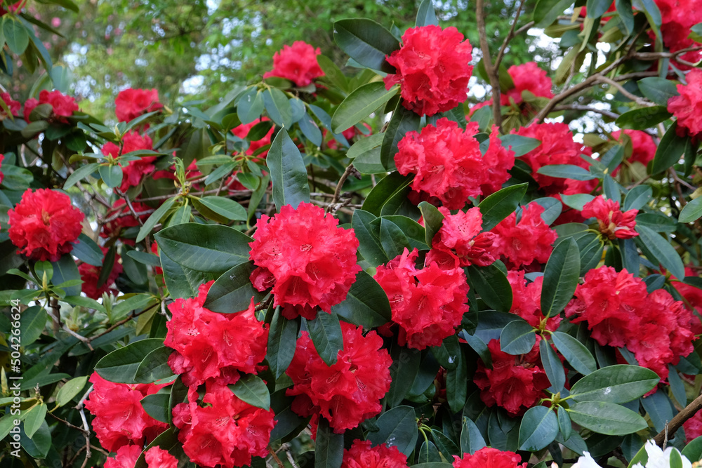 Bright red rhododendron 'Markeeta's Prize' in flower