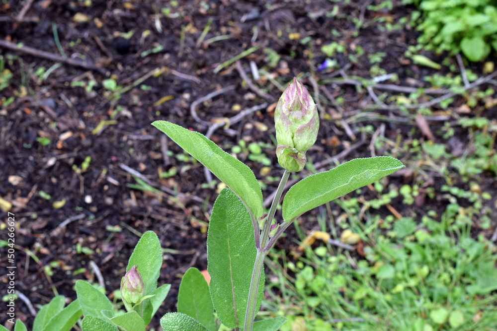 Sage Leaf 02 Sage Leaf 02