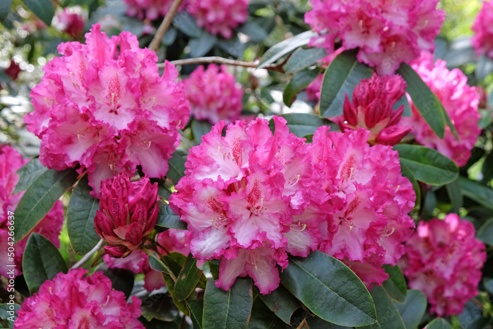 Rhododendron 'Elsie Watson' in flower
