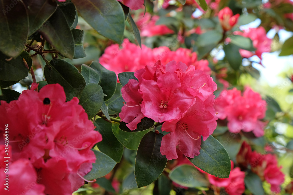 Pink Rhododendron ÔWilgen's SurpriseÕ in flower