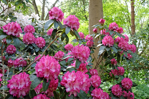 Rhododendron  Elsie Watson  in flower